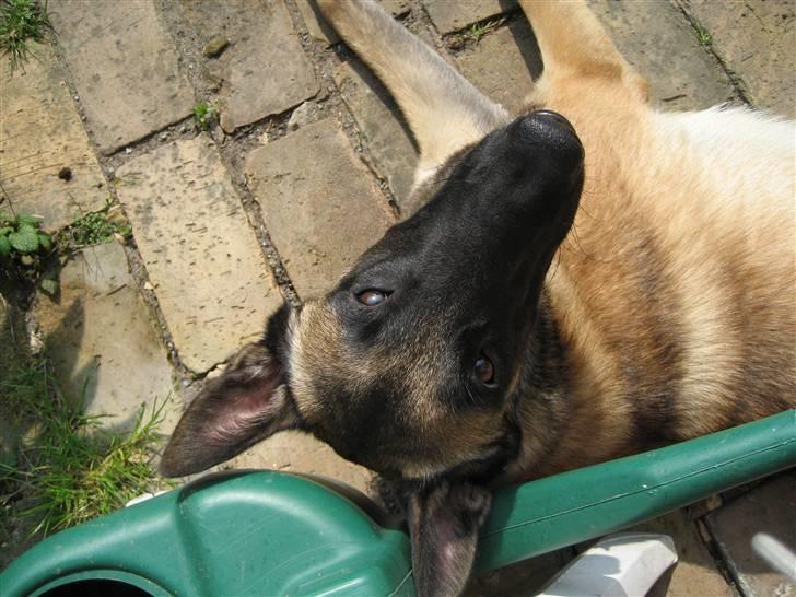 Malinois Isell's Xiff billede 6