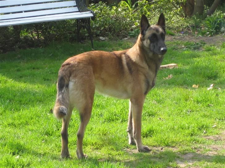 Malinois Isell's Xiff billede 7