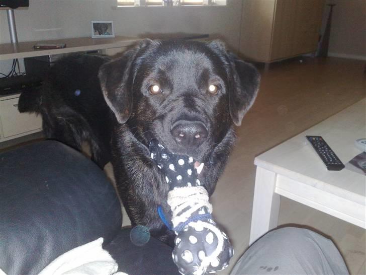 Blanding af racer Ashlan - Ashlan med han ynglings kødben billede 14