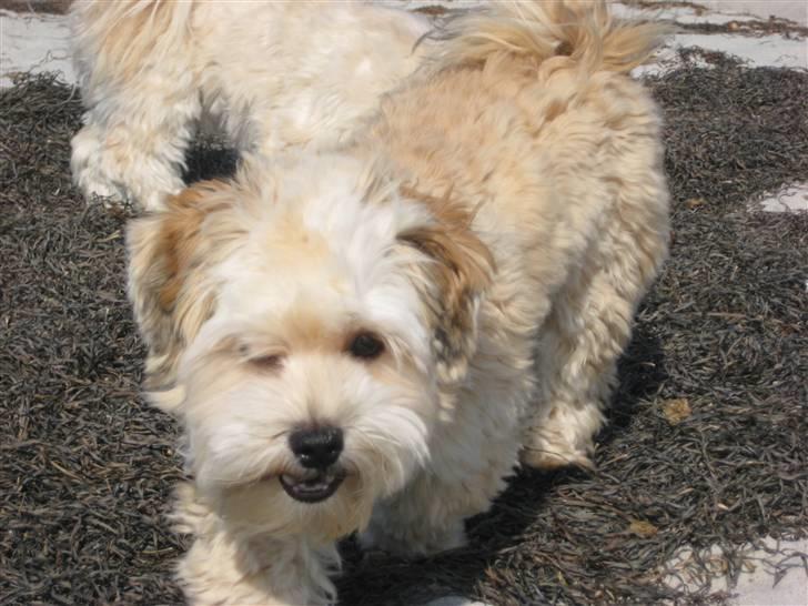 Bichon havanais Nelli billede 20