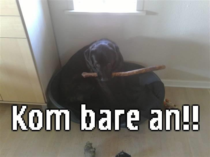 Blanding af racer Ashlan - Jeg er ikke voldelig - så bare rolig billede 15