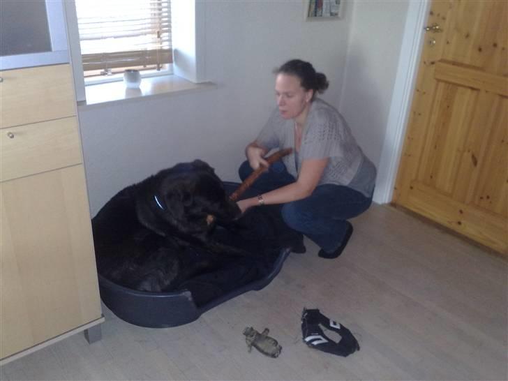 Blanding af racer Ashlan - Hiv og swing - og tingeling billede 16