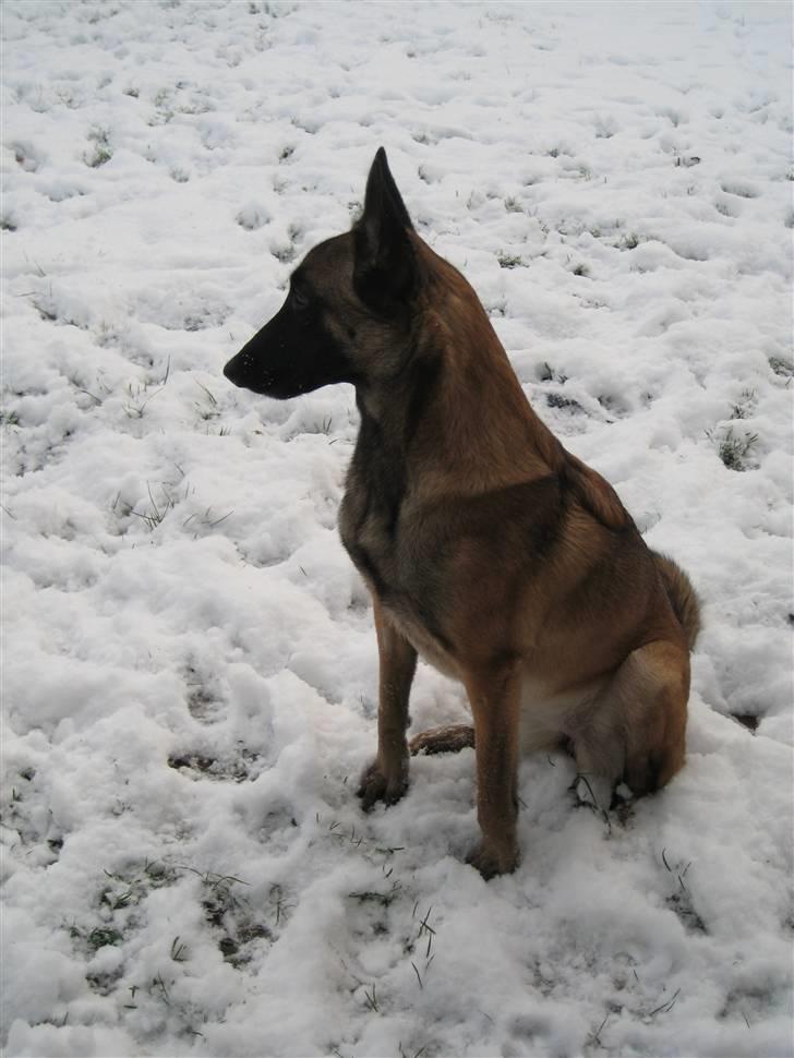Malinois Isell's Xiff billede 8