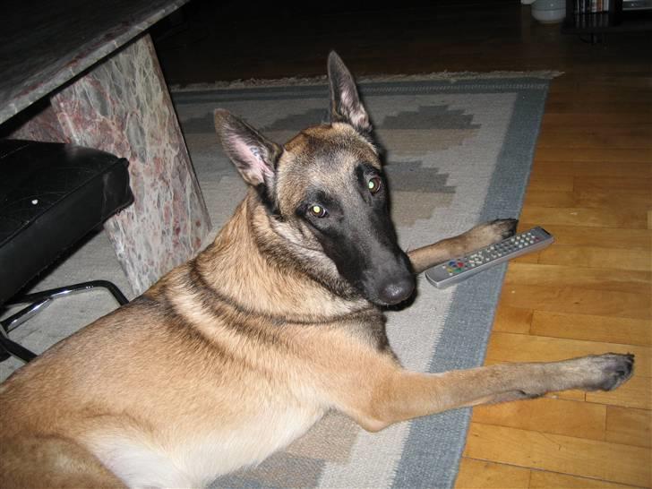 Malinois Isell's Xiff - Xiff har kontollen derhjemme;) billede 9