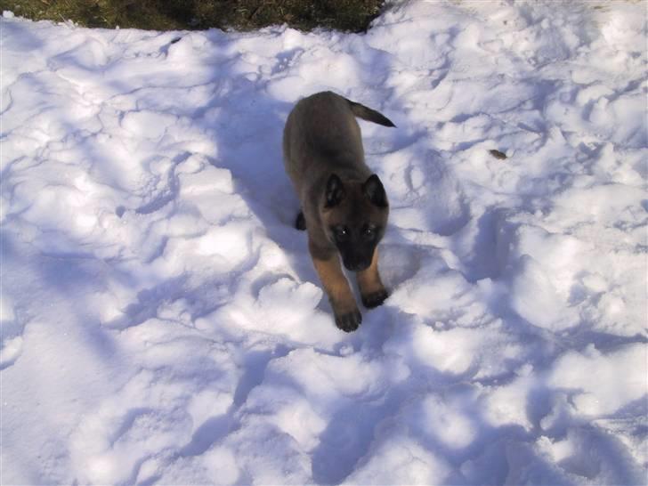 Malinois Isell's Xiff - Næsten lige da vi havde fået hende. :) billede 10