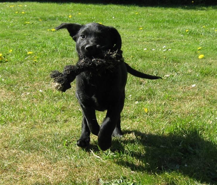 Blanding af racer Balto - Pas pååååå! Her kommer Balto uden bremser!  billede 23