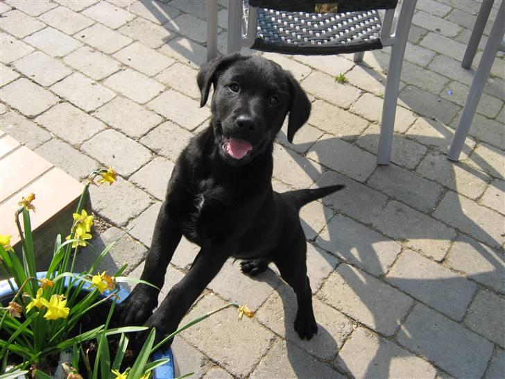 Blanding af racer Balto - Påskeliljer! :D billede 22