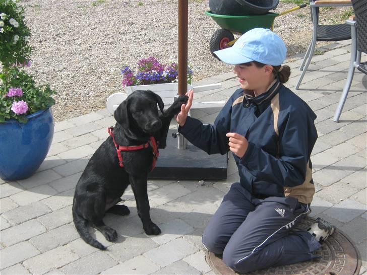 Blanding af racer Balto -  Give me five! Sommer 2009 :). billede 4