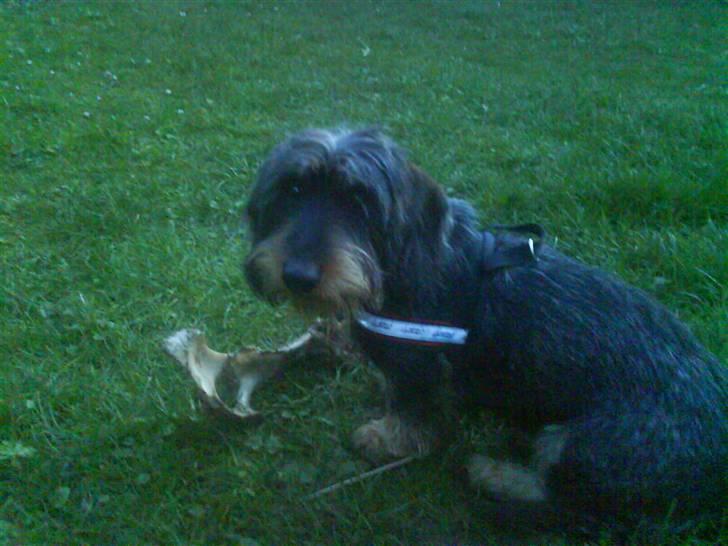 Gravhund Hannibal <3 - 2008) billede 2