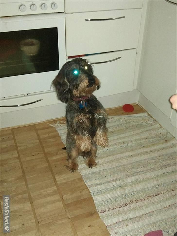 Gravhund Hannibal <3 - 2010) Gravhunde kan skam også noget (: <33 billede 3