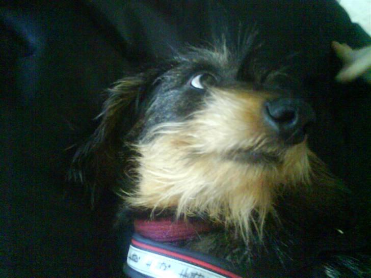 Gravhund Hannibal <3 - 2008) Så tager vi os lige en slapper billede 4