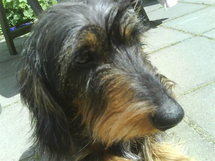 Gravhund Hannibal <3 - 2008) <3 billede 5