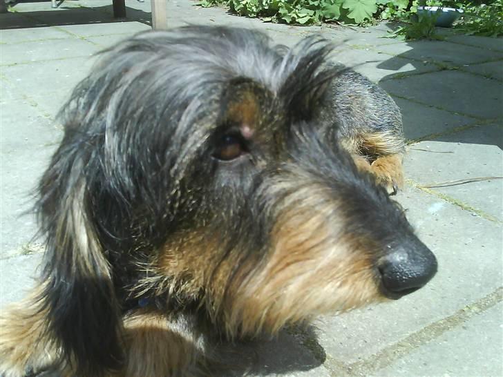 Gravhund Hannibal <3 - 2008) Jeg leger model..! :D billede 6