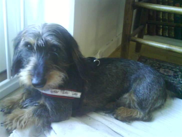 Gravhund Hannibal <3 - 2008) billede 7