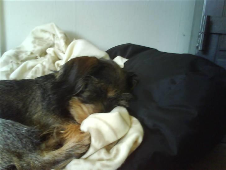 Gravhund Hannibal <3 - 2009) Snork..d; billede 8