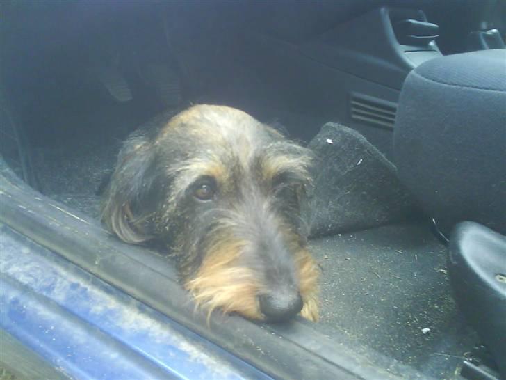 Gravhund Hannibal <3 - 2008) Balse er altid bange for ikke at komme med i bilen, og han kan altid mærke, hvis vi skal ud at køre, også selvom der er en time til xD så sætter han sig ud i bilen og venter<3 billede 9