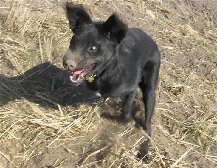 Blanding af racer Balto - Balto der fik et grave-flip.. billede 5