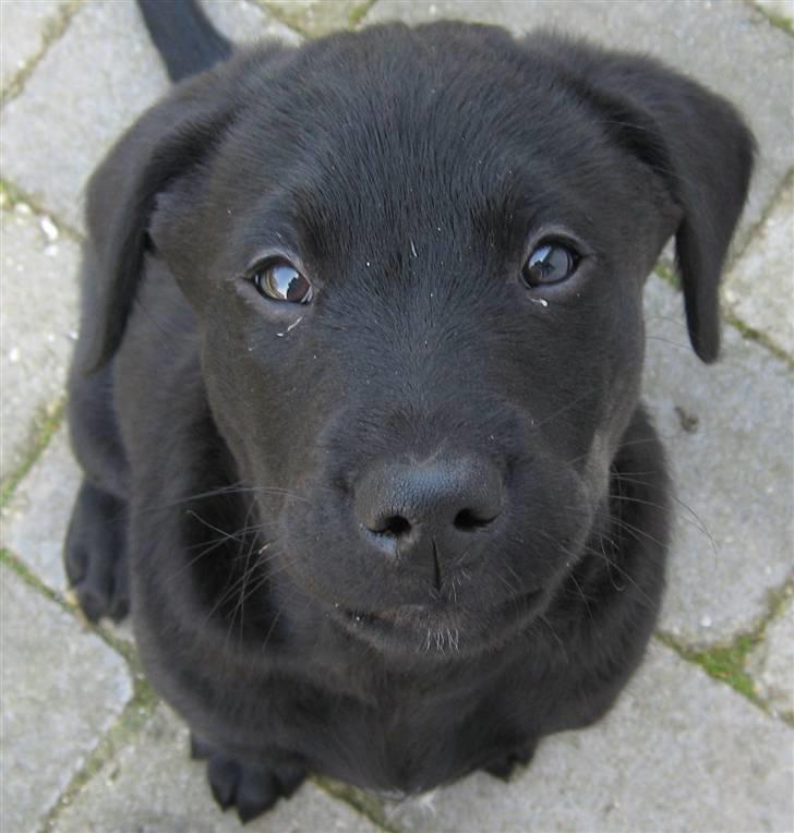 Blanding af racer Balto - Bedårende hvalpe-Balto.  billede 6