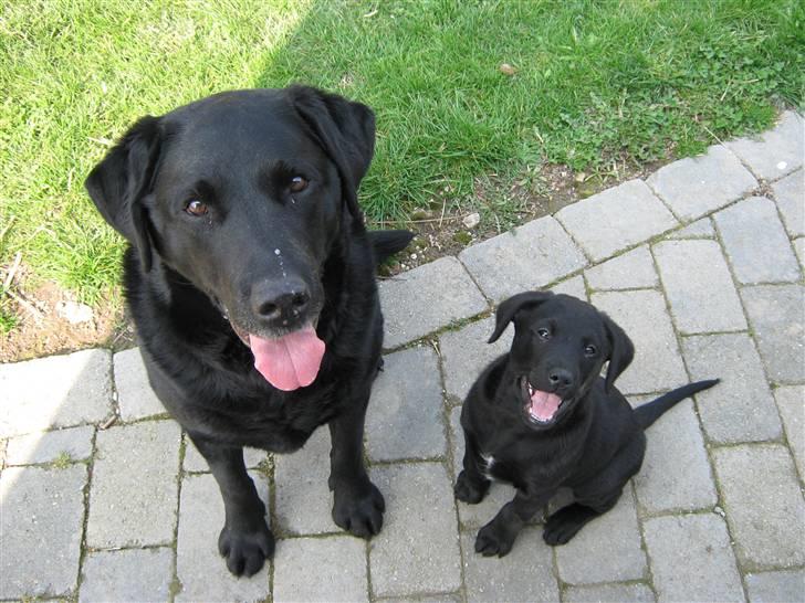 Blanding af racer Balto - Balto og Walder fandt godt ud af det sammen fra starten. billede 20
