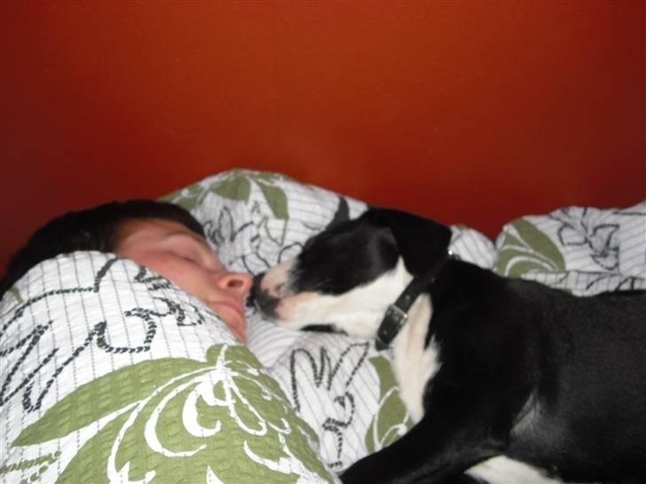 Amerikansk staffordshire terrier rex - ligger med far oppe i sengen dejligt billede 1