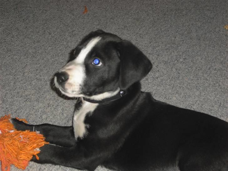 Amerikansk staffordshire terrier rex - mit yngligs legetøj billede 2