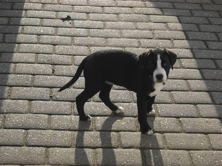 Amerikansk staffordshire terrier rex - puuh det er koldt udenfor når man lige sovet  billede 3