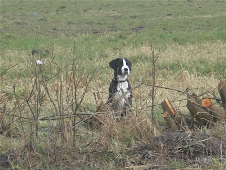 Amerikansk staffordshire terrier rex - se mig lige er jeg ikke flot billede 4