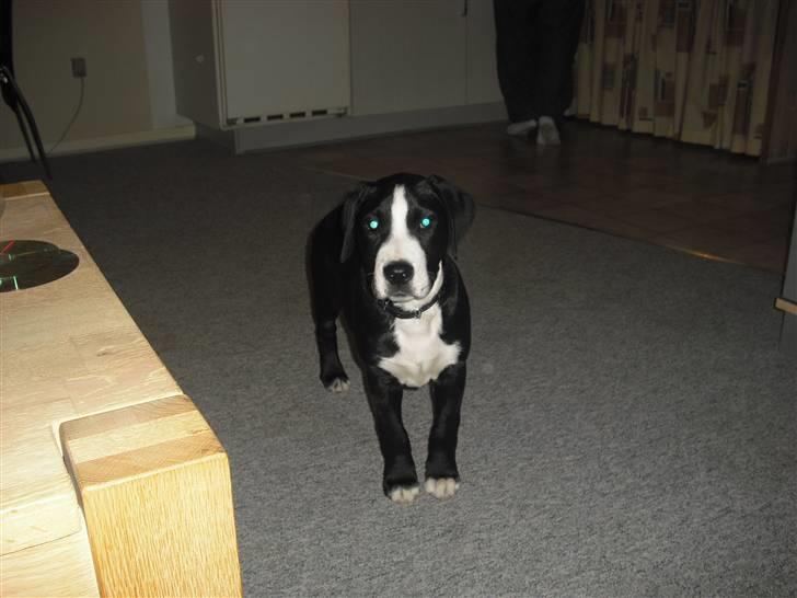 Amerikansk staffordshire terrier rex billede 5