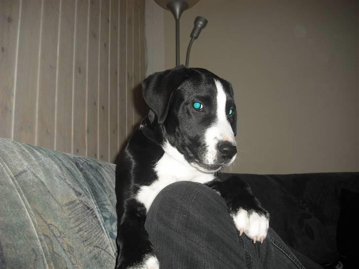 Amerikansk staffordshire terrier rex billede 6