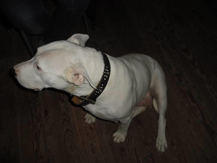 Amerikansk staffordshire terrier rex - min mor sille billede 7