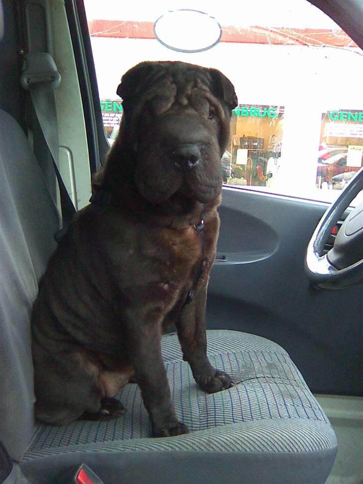 Shar pei Jytte billede 9