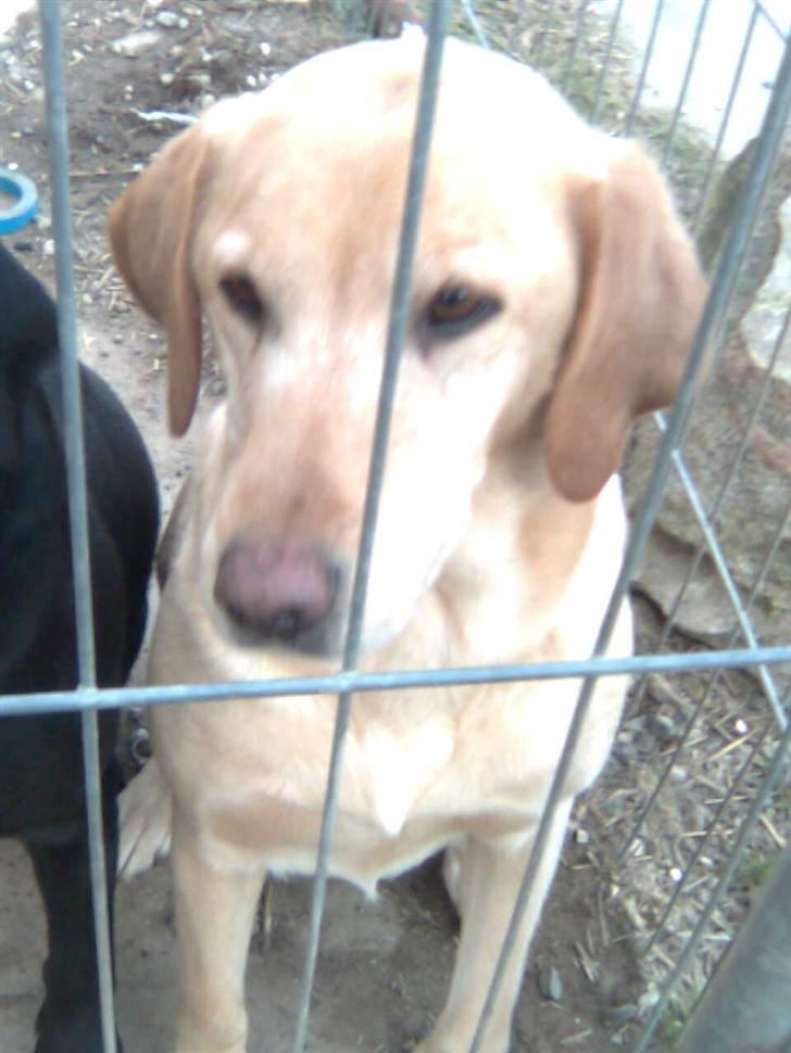 Labrador retriever Schully- Aflivet /; - Min smukke hund <33 billede 1