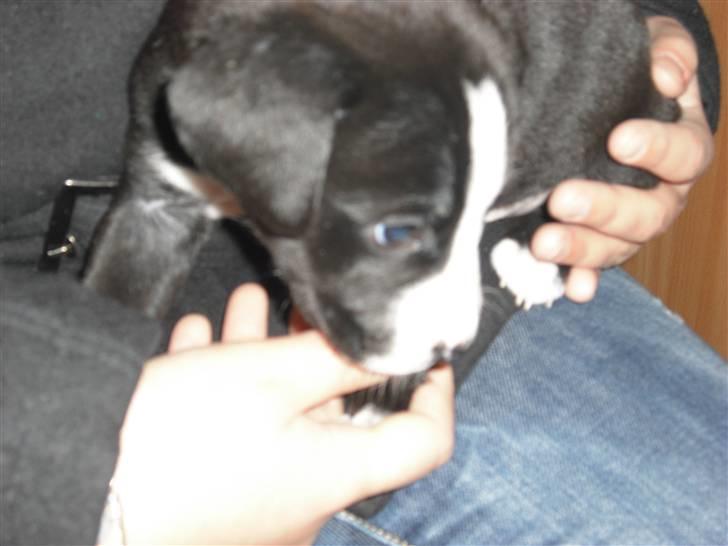 Amerikansk staffordshire terrier rex billede 8