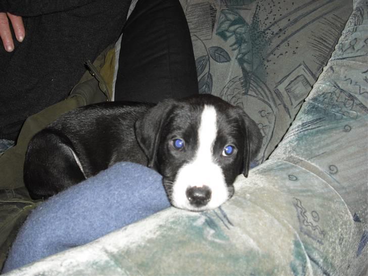 Amerikansk staffordshire terrier rex billede 9