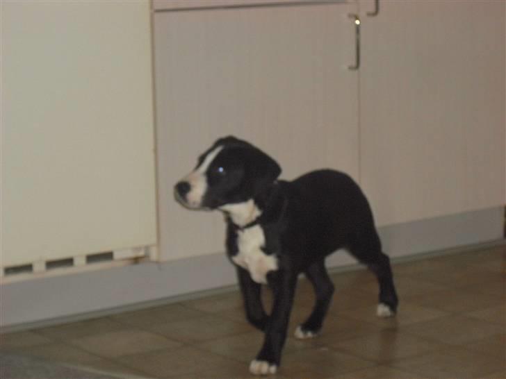 Amerikansk staffordshire terrier rex billede 10
