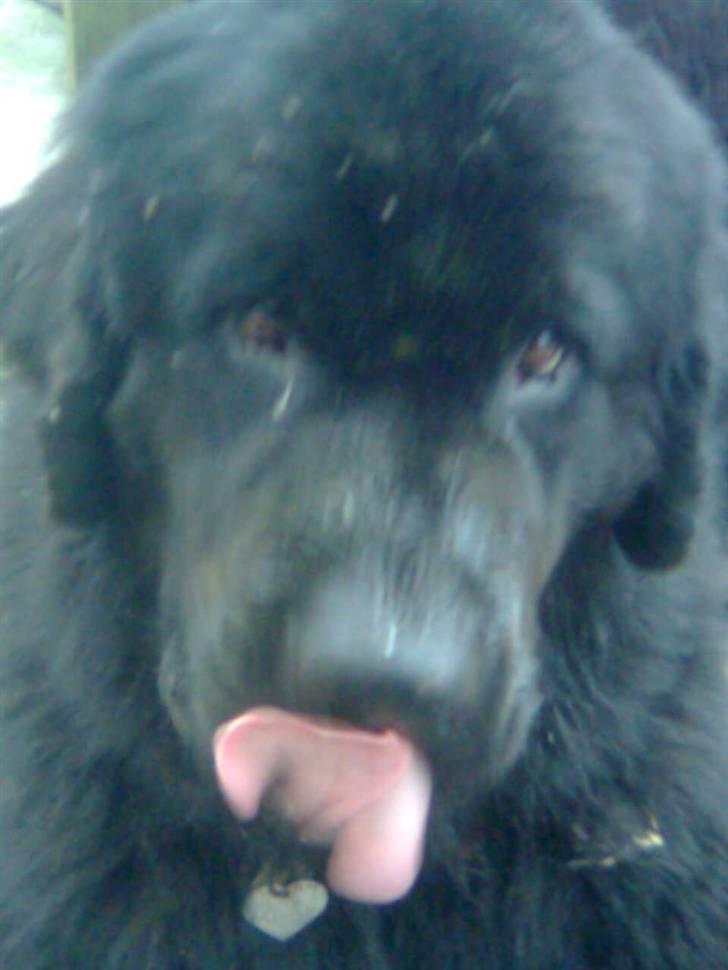 Newfoundlænder Lukas *HIMMELHUND* ( Cannon Bear`s Black Coffè) billede 1
