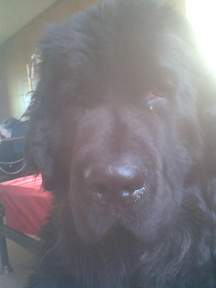 Newfoundlænder Lukas *HIMMELHUND* ( Cannon Bear`s Black Coffè) billede 3