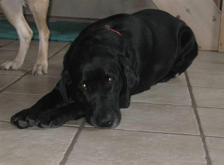 Labrador retriever Fieona billede 1