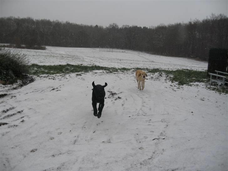 Labrador retriever Fieona billede 2