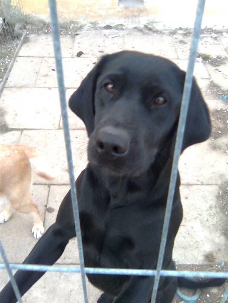 Labrador retriever Fieona billede 3