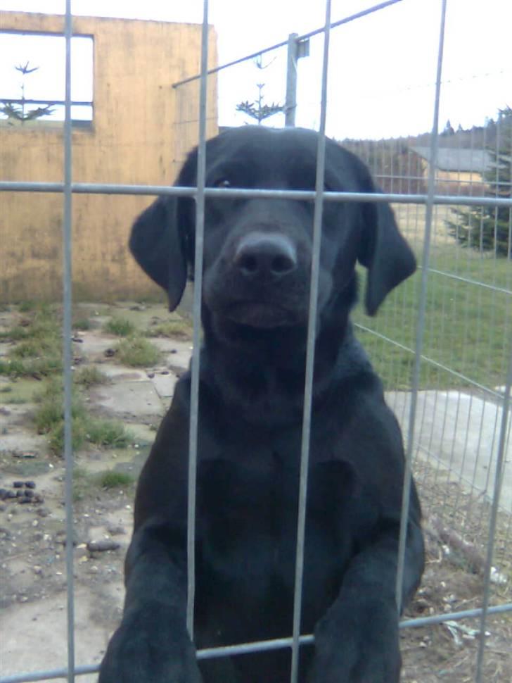 Labrador retriever Fieona billede 4