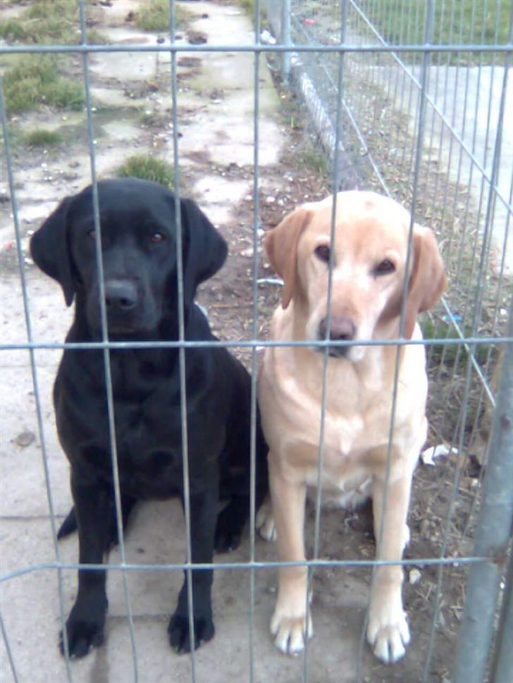 Labrador retriever Fieona - Er du ikke sød at lukke os ud af hundegården? billede 5
