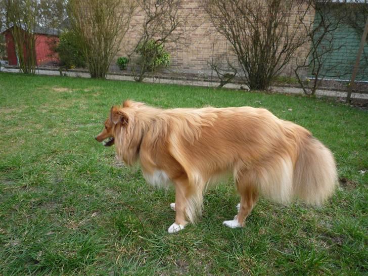 Shetland sheepdog Luna billede 17