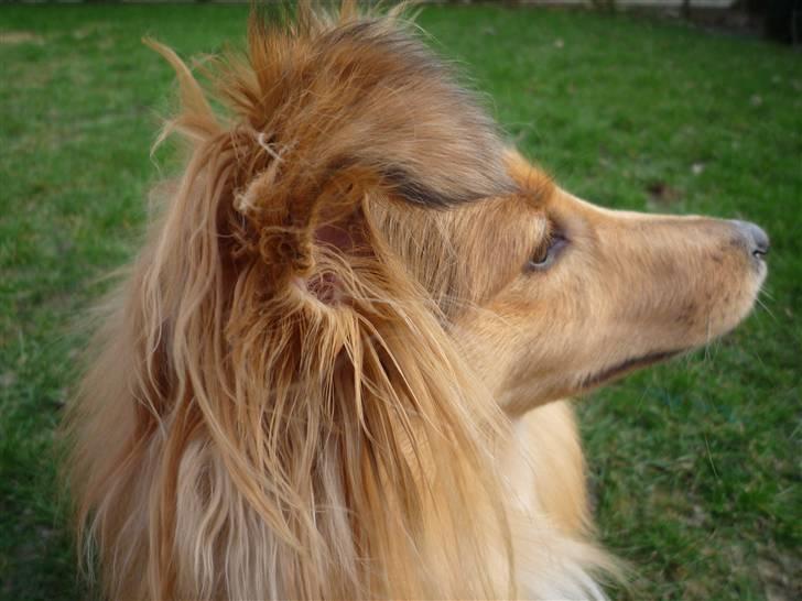 Shetland sheepdog Luna billede 19