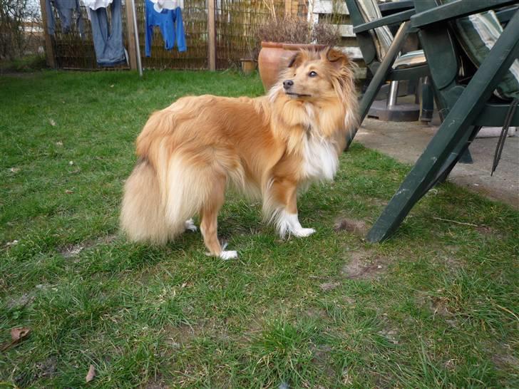 Shetland sheepdog Luna billede 20