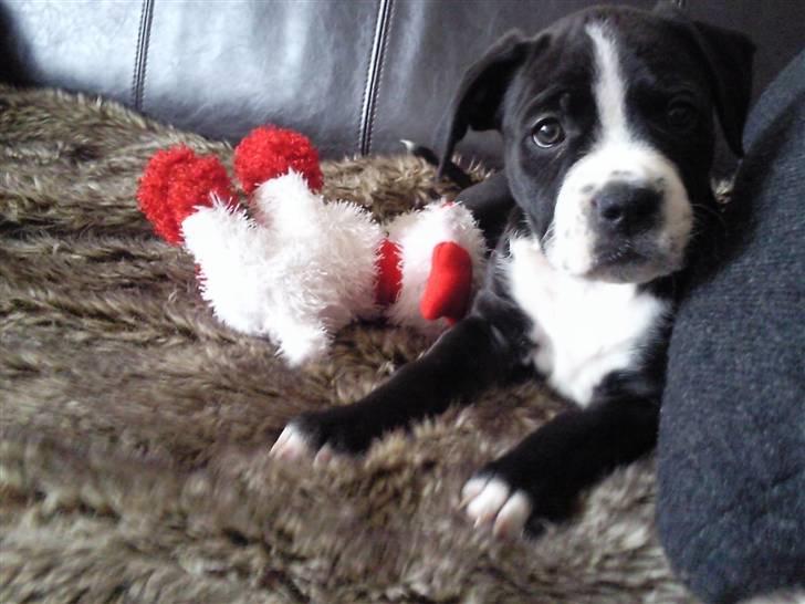 Amerikansk staffordshire terrier Nova billede 1