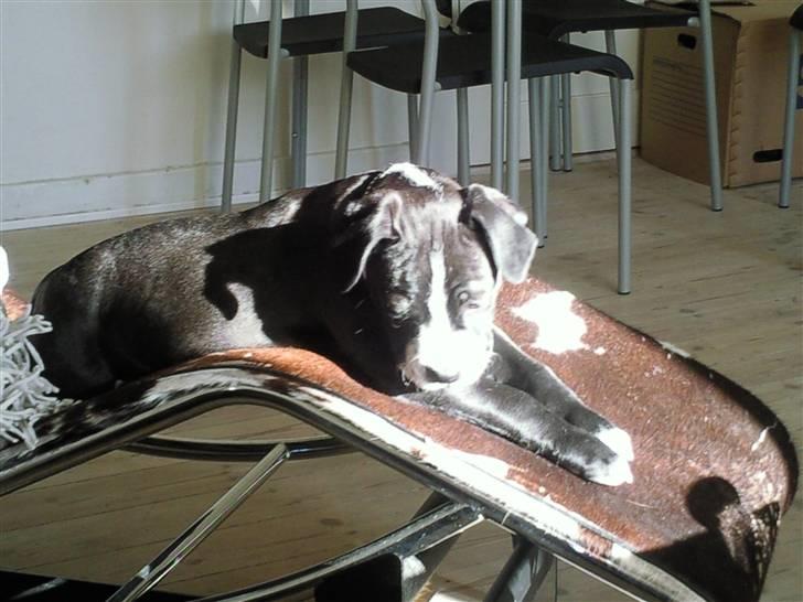 Amerikansk staffordshire terrier Nova billede 2