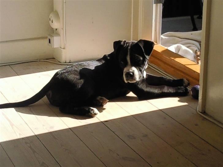 Amerikansk staffordshire terrier Nova billede 3