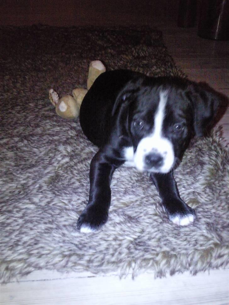 Amerikansk staffordshire terrier Nova billede 4