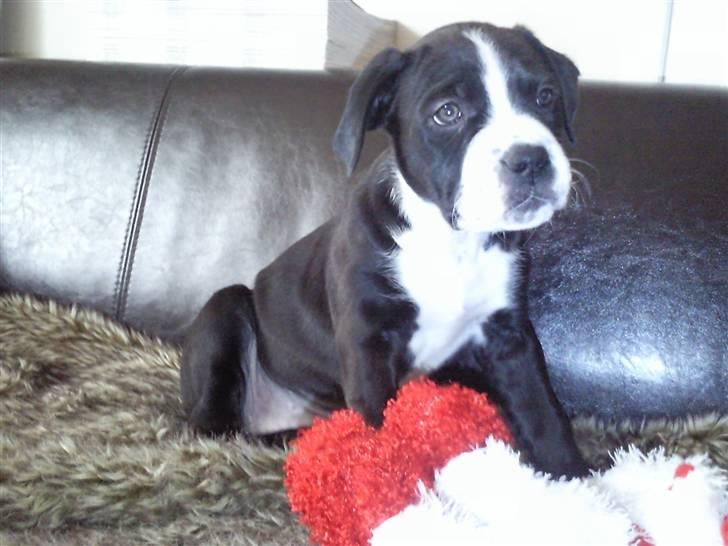 Amerikansk staffordshire terrier Nova billede 5